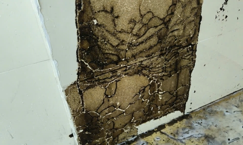 DIỆT MỐI TẬN GỐC KHU VỰC THUẬN AN 