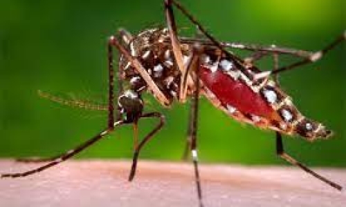 SỰ NGUY HIỂM CỦA SỐT SỐT HUYẾT !